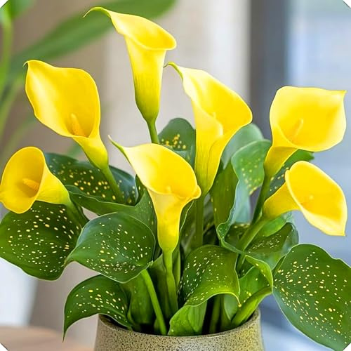 Los bulbos de cala, adaptados al clima español, son fáciles de cultivar y tienen una floración duradera.-4bulbos-D