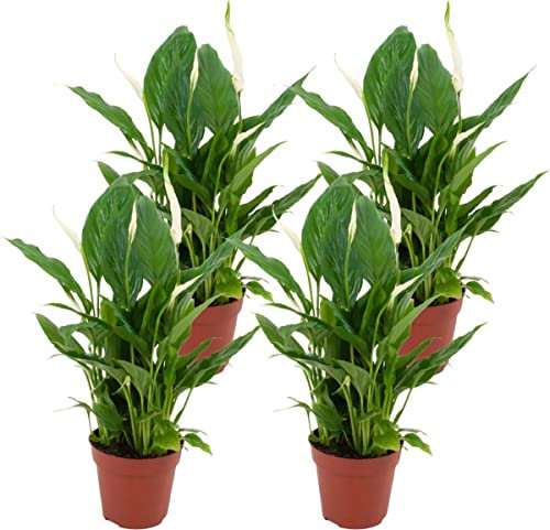 Spathiphyllum - Pack 4 Plantas - Plantas Naturales con Flores Blancas para el Interior del Hogar