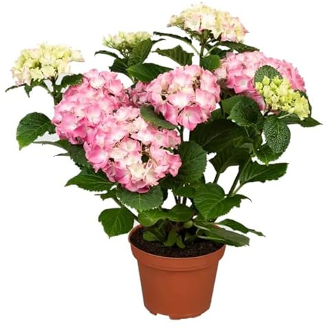 Hortensia Rosa Natural Planta Perfecta para el Hogar