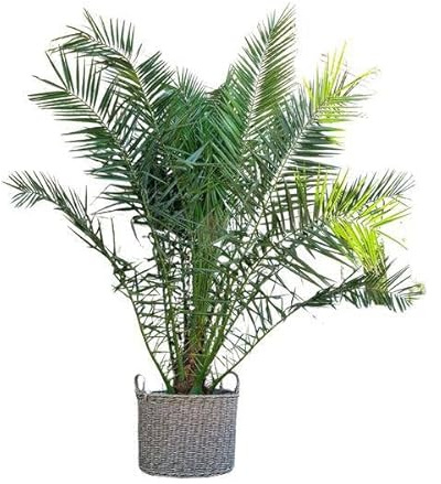 Phönix Canariensis – Kanarische Dattelpalme 300cm – Ø50cm – XXL-Palme mit gefiederten Blättern – Exotische Kübelpflanze für Wohnzimmer, Wintergarten, Terrasse & Garten – Pflegeleicht