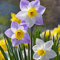 Narciso fiore bulbi，Bulbi autunnali narciso，Daffodil bulbi，Resistente al freddo，Lungo periodo di fioritura，Può essere coltivato indoor o outdoor.-c-6 bulbi