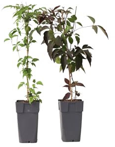 Plant in a Box - Clematis montana 'Fragrant Spring' et 'Grandiflora' - Clématite - mélange de 2 - ⌀15 cm - hauteur 60-70cm