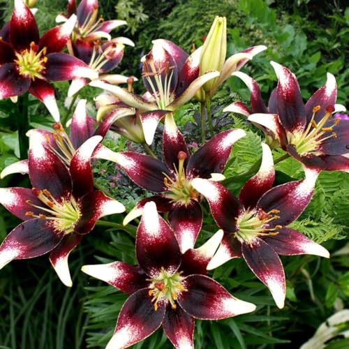 Giglio orientale - Perfetto per la coltivazione in balcone, resistente al freddo, perenne e facile da coltivare-6 PCS-E