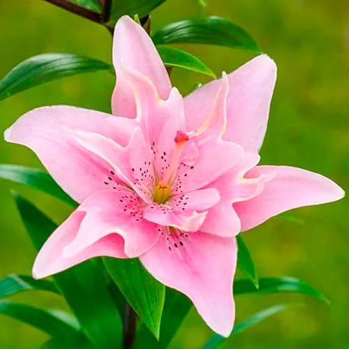 Bulbi di LILIUM (GIGLI) | Bulbi provenienti dai migliori produttori Olandesi | Esclusiva selezione e controllo qualità | Fioritura garantita. (2 Lilium Asiatic ELODIE)