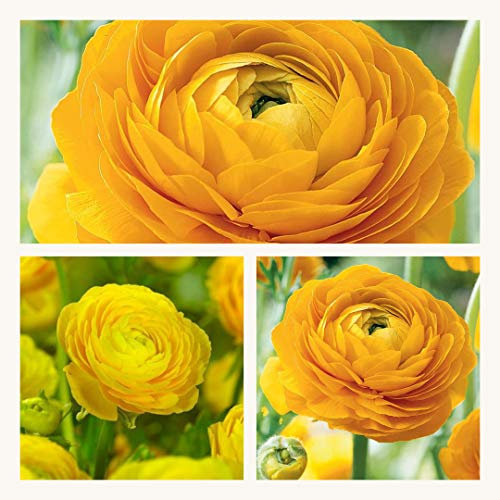Ranunculus Yellow Flower Corms/Bulbs. Hardy Colourful Flowers. Size 6/7. (10)