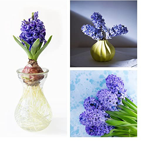Hyazinthen Zwiebeln Blumenzwiebeln MehrjäHrig Winterhart FrüHblüHer Balkon Blumen Deko Hydroponischer Anbau Zimmerpflanzen Winterharte KüBelpflanzen Blumen GäRtner Geschenke 2 Hyazinthen Zwiebel