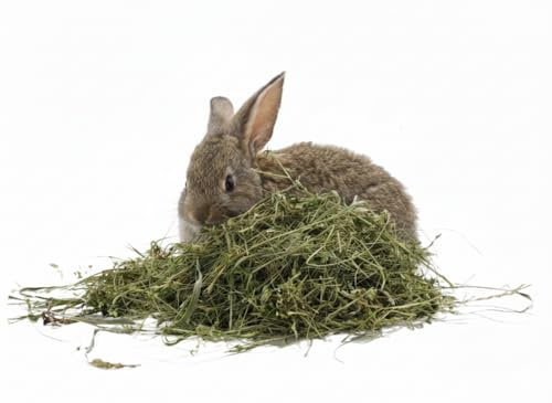 Erba Medica (Alfalfa) 1kg | Fieno Naturale Erba Medica | Ricco di Fibre, Proteine e Calcio | Ideale Leporoidi, Conigli, Criceti, Piccoli Roditori | Miglior Qualità - Crescita, Gestazione, Benessere