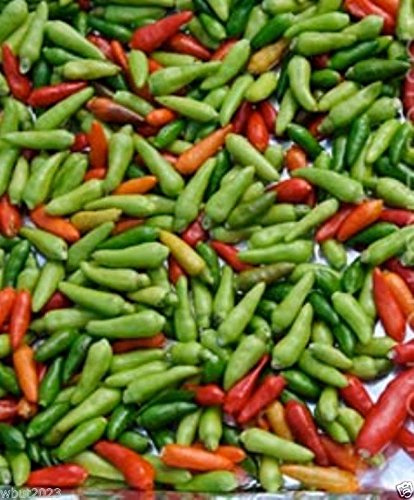 Piment oiseau jamaïcain, graines de piment (Capsicum annum) très piquant, piment héritage