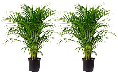 Areca Dypsis Lutescens Lot de 2 palmiers à fruits dorés Hauteur env. 100 cm Diamètre du pot 21 cm