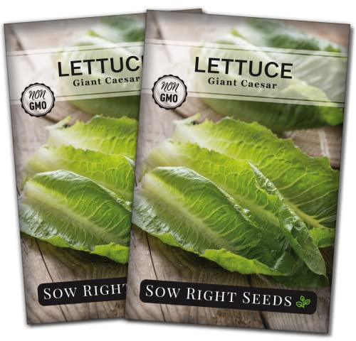 Sow Right Seeds - Giant Caesar Lettuce Seeds for Planting - Non-GMO Open Pollinated Heirloom Packet with Instructions to Grow Lettuce from Seed Indoors or Outdoors - Great Hydroponic Variety (2)