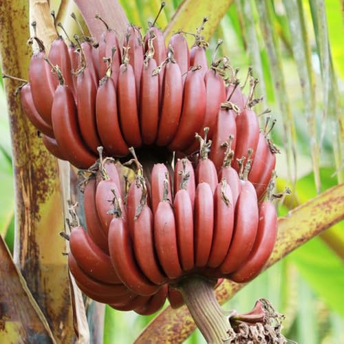 semillas de plátano semillas de en espaldera Árbol plátano jardineros balcón jardín raro 150pcs