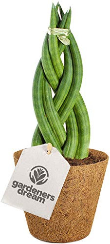 Sansevieria Tressé Twister de 30 à 40 cm en pot | Superbe Plante d'intérieur pour la Maison ou le Bureau