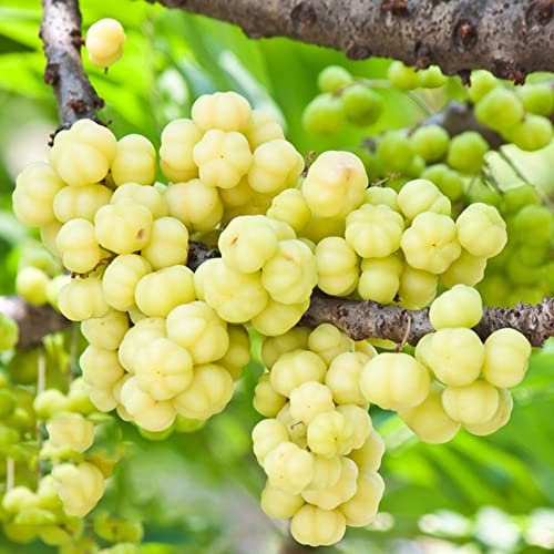 johannisbeeren pflanzen hochstamm - Stachelbeere samen - Seltene Pflanzenserie - obst hochbeett baum obstbaum samen säulenobstbäume pflanze praktische geschenke 550 Stück