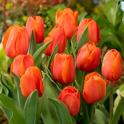 Bulbes de tulipes Single Orange Passion (25 pièces) tulipes orange exclusives de Hollande, résistantes au froid et vivaces pour le jardin, les pots, le balcon d'Amsterdam (gros bulbes)