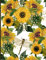 Sunflower Notebook: Blank, Wide Lined Pages for Sunflower Lovers