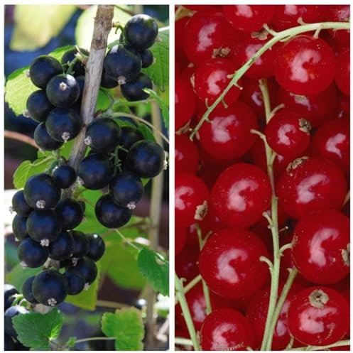 Deliciously Sweet Currant Duo: Big Ben Blackcurrant & Rovada Redcurrant - High Yielding, Easy to Grow - Perfect for Fresh Eating or Preserving! - 2X Bareroots by Thompson & Morgan