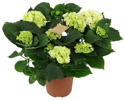 Hortensia Blanca Natural – Planta con Flores de Color Intenso y Riego Moderado