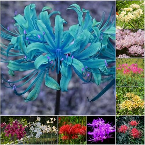 Bulbos de lirio araña - de jardín lirio araña Comprar sangre bulbos bonsái para jardín interior perennes resistentes 6pcs