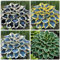 CUIKWA Hosta Rhizome - Piante Hosta - Bassi investimenti e alti rendimenti - Perenni resistenti a resistenti - Piante di hosta decorative interne ed esterne-15bulbi-B