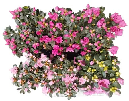 Azalea Rosa Pack 6 Plantas Naturales con Flores de Color Rosa