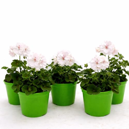 POWERS TO FLOWERS - GERANIO EDERA DOPPIO HERCULES, PELARGONIUM, 5 PIANTE VASO 14, BIANCO, piante vere