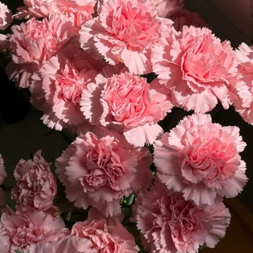 Nelkensamen kaufen, garten wild mehrjährig bio hochbeet für balkon winterharte 30pcs