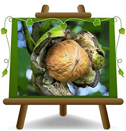 Noyer commune – Plante fruitière sur pot da 20 - arbre max 170 cm - 2 ans