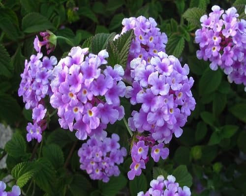 100 graines de fleurs de Lantana violettes