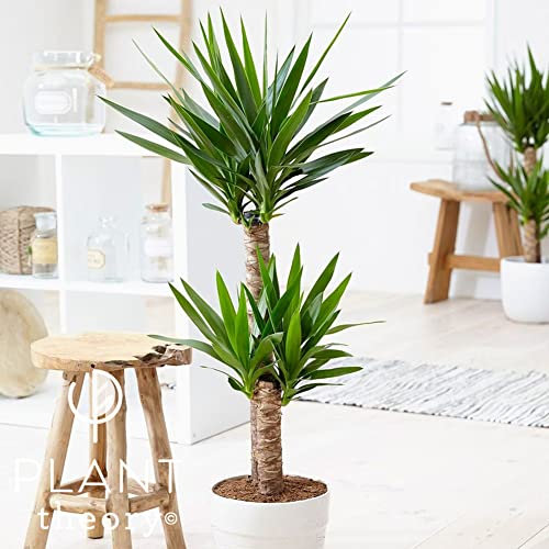 Plant Theory 95cm Yucca Elephantipes Spineless Yucca Elephant Plant Indoor Plant XL 19cm Pot