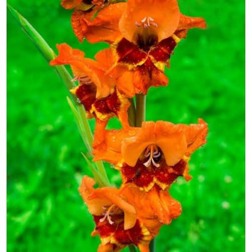 Gladioli bulbi,piante erbacee perenni, bulbi di fiori colorati e resistenti,profumato,Giardino del gladiolo in vaso,bulbi di gladioli(senza semi,non artificiali e resistenti)-15bulbi-C