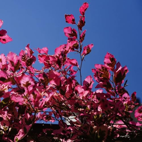 faggio rosso resistenti esterno in vaso faggio europeo d'appartamento purificatrici d'aria sostenibili ufficio giardino biologico verdi balcone 225semi