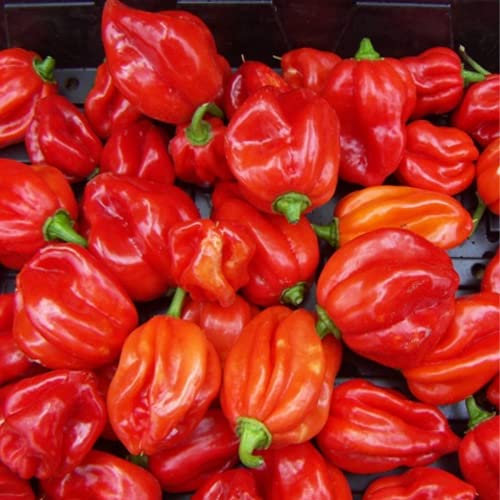 Chilli Pepper Scotch Bonnet Seeds - Grow Your own Super Hot Chillies