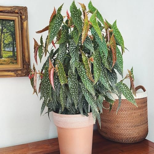 Forellenbegonie Pflanze Samen - winterharte balkonpflanzen Begonia maculata, indoor plants for living room luftreinigende zimmerpflanzen winterharte pflanzen für garten grünpflanzen, 300pcs
