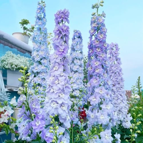 Semi di Delphinium-facile da piantare semi di recisi-Molto adatti alle e agli insetti da giardino decorative per luoghi 500pcs