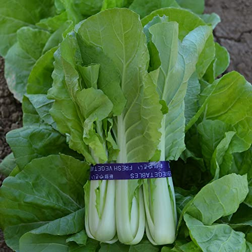 Cabbage Seeds - Pak Choi - QD- 2 Express - Hybrid - 4 Oz ~40000 Seeds - Non-GMO, F1 Hybrid - Asian Garden Vegetable