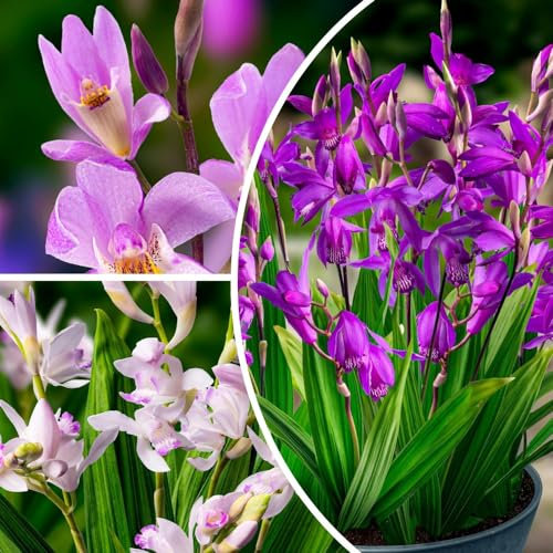 Bletilla Striata Mix Kollektion (5 Rhizome), Mischung aus 5 Sorten, 1 in jeder Farbe, winterhart und mehrjährig, Stauden aus Holland (keine Samen, keine Zwiebeln und nicht künstlich)