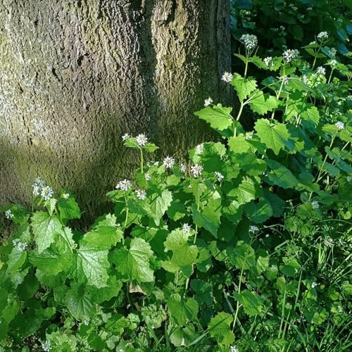 Semillas de mostaza y ajo - Alliaria petiolata - jardín de balcón del jardín de productos sustentables 250pcs