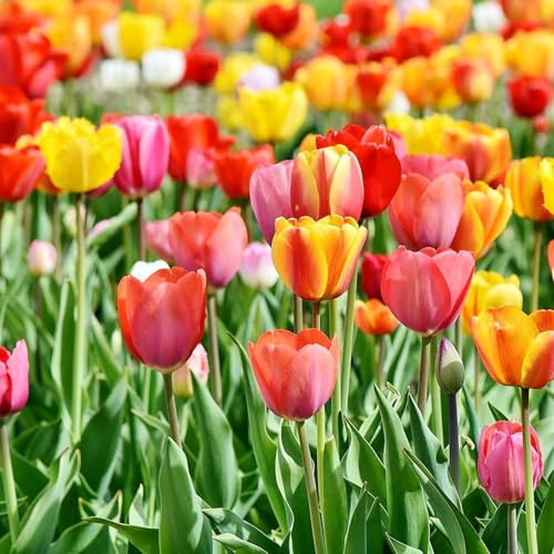 Bombilla de tulipán perennes resistentes,de jardín perennes resistentes Decoración de oficina,decoración de jardín para exteriores-4 bulbos-i