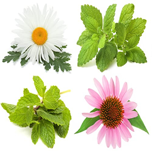 Herbal Tea Seeds Collection, 2000 Seeds, 4 Heirloom Non GMO Varieties, Chamomile, Lemon Balm, Mint, Purple Cone Flower.