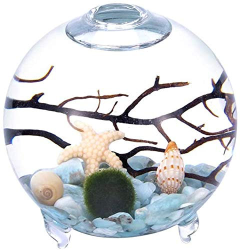 Kit Aquarium, Vase en Verre avec Pieds, Boules de Mousse Vivante et Coquillage, Corail Noir, idéal comme Table d'amis (8,9 x 10,1 cm, Style E)