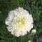 Semi di calendula, 100 pezzi, bianchi