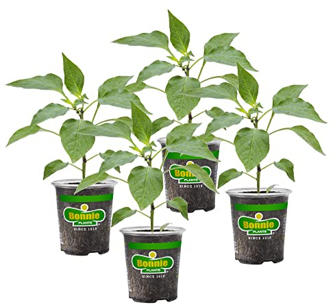 Bonnie Plants Sweet Banana Pepper - 4 Pack Live Plants, 6 Inch Fruit Size, Great For Frying & Pickling