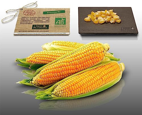 25 graines de Fleurs BIO à semer - Le Grenier d'Abondance - MAIS Golden Bantam -Certifié AB - Zea mays