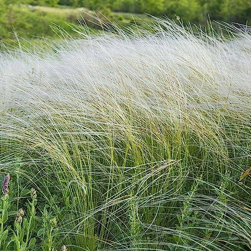 200 pcs federgras stipa ponytails samen indoor garten zimmerbonsai bonsai,Stipa tenuissima,Ziergras ziergräser ausgefallene geschenke pflanzensamen zimmerpflanzen zimmerpflanze exotische