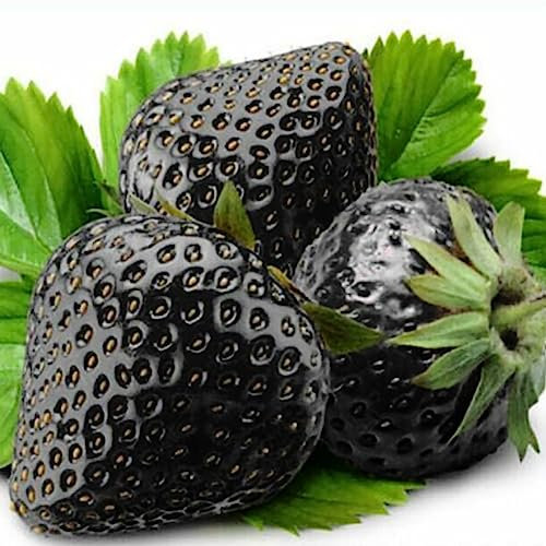 200 Unids Raras Semillas de Fresa Negras Bonsai Deliciosa Fruta Jardín Planta Decoración Flor Árbol Frutal Semillas Vegetales Semillas de fresa