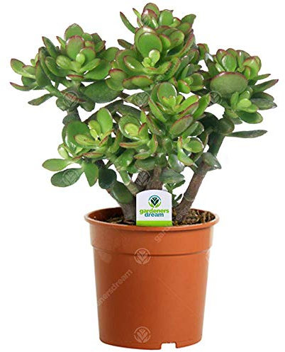 1 X CRASSULA OVATA Friendship Tree Compact Hardy Evergreen Shrub in Pot