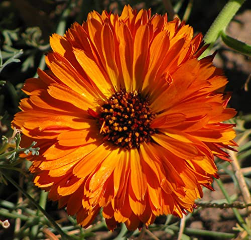 CALENDULA ARANCIO MARRONE NR.300 SEMI