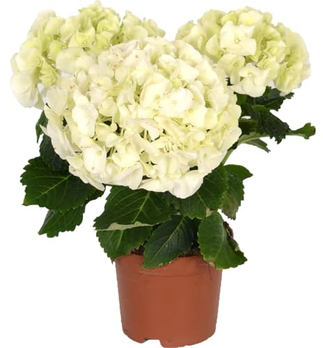 Hortensia Blanca Natural Arbusto Resistente para Decoración de Exteriores