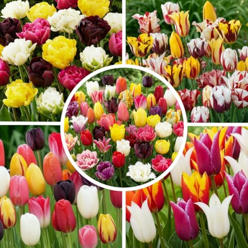 FLORIUM - Tulpenzwiebeln Wunderland Frühling Kollektion (50 Zwiebeln) | 15 Sorten/Farben | Mischung aus Holland, robuste Winterharte und mehrjährig Dekoration für Garten, Balkon, Töpfe (keine Samen)