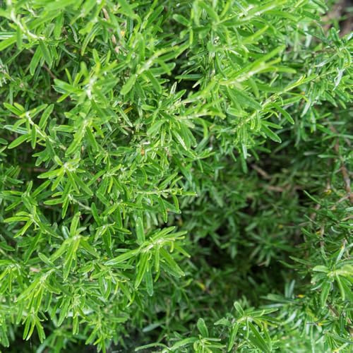 semi di santoreggia, esotiche giardino roccioso varietà antiche orticole selvatici sul balcone 500pcs